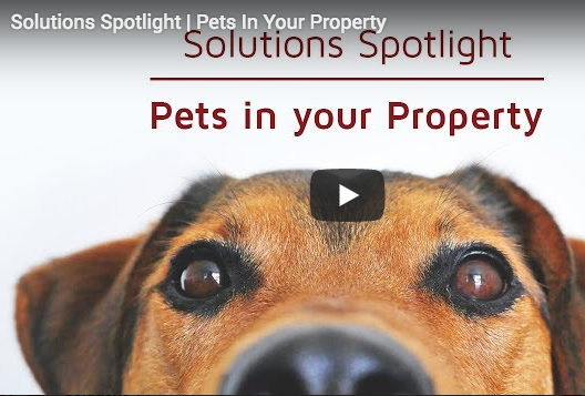 Pets in your property